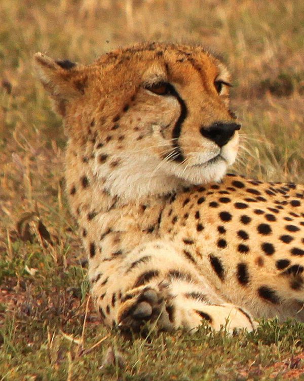 Cheetah Mahali Mzuri Safari Portrait Card