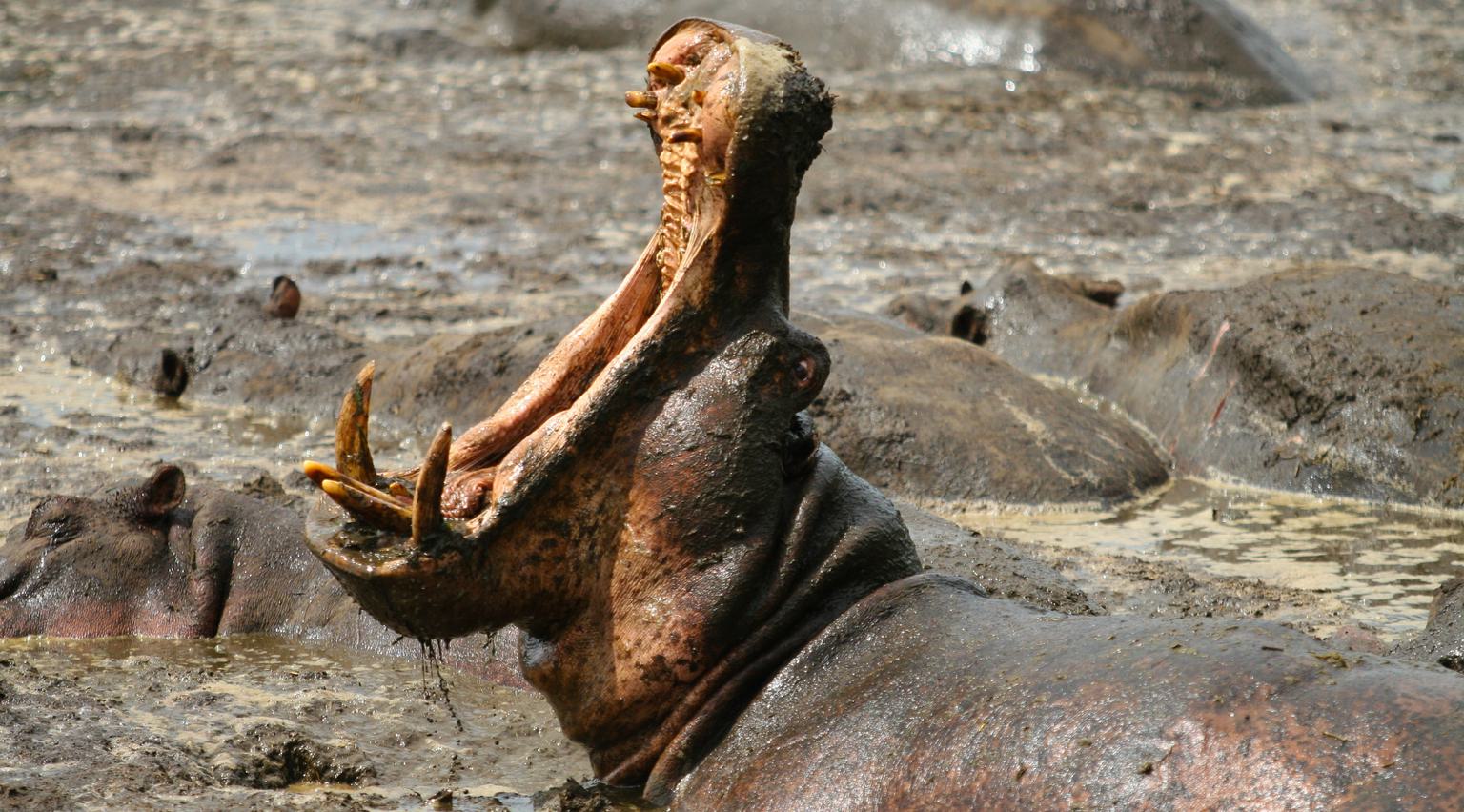 Mbali Mbali Katavi Wildlife