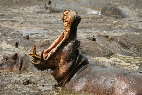 Mbali Mbali Katavi Wildlife
