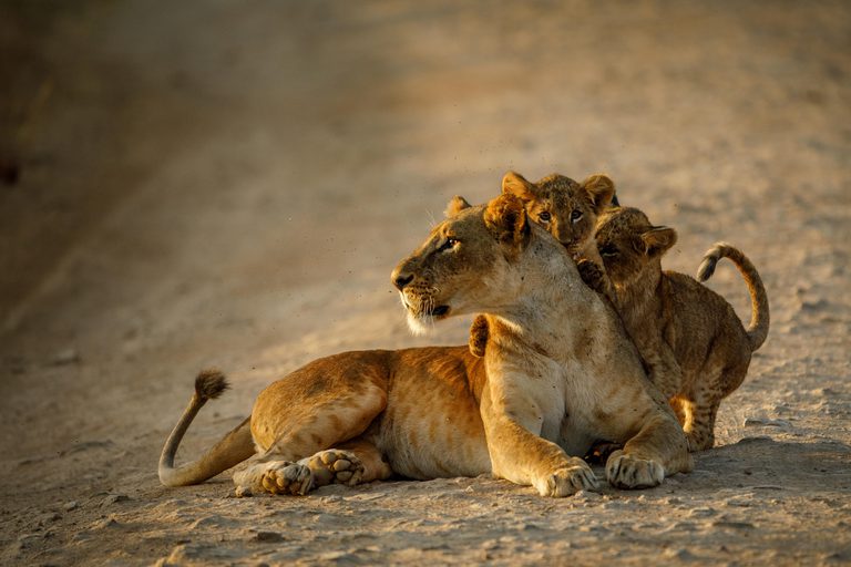 Game drive from Nairobi Tented Camp