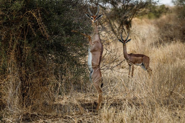 Porini Amboseli standing Gerenuk