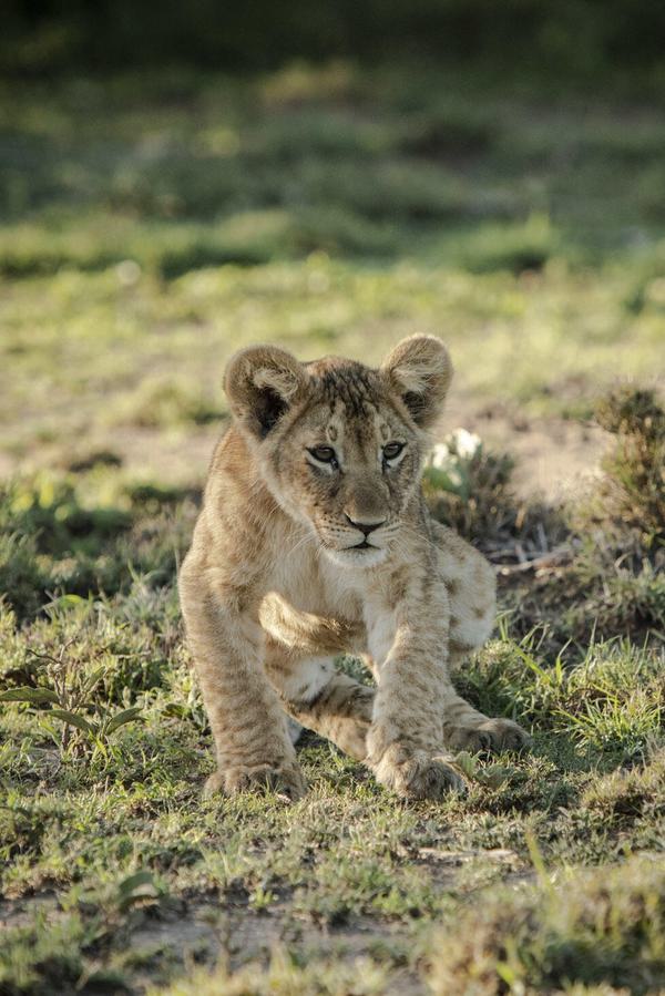 Lion Cub Porini Mara Portrait Card