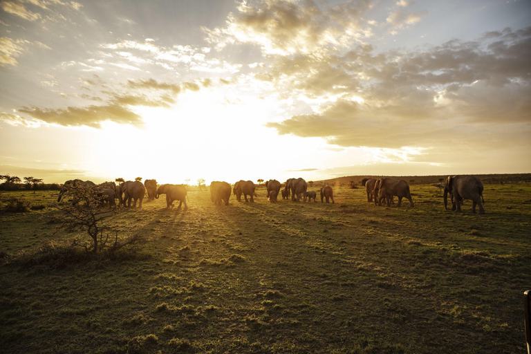 Porini Mara elephants walking into sunset