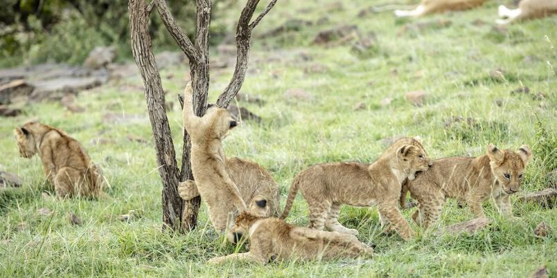Porini Mara lion cubs playing
