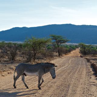 Samburu Intrepids Zebra Crossing