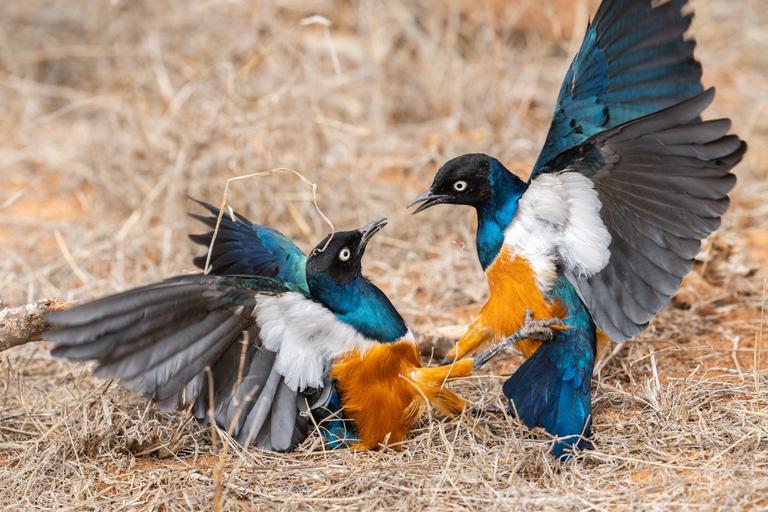 2 birds fighting colourful birdlife Satao Camp Tsavo