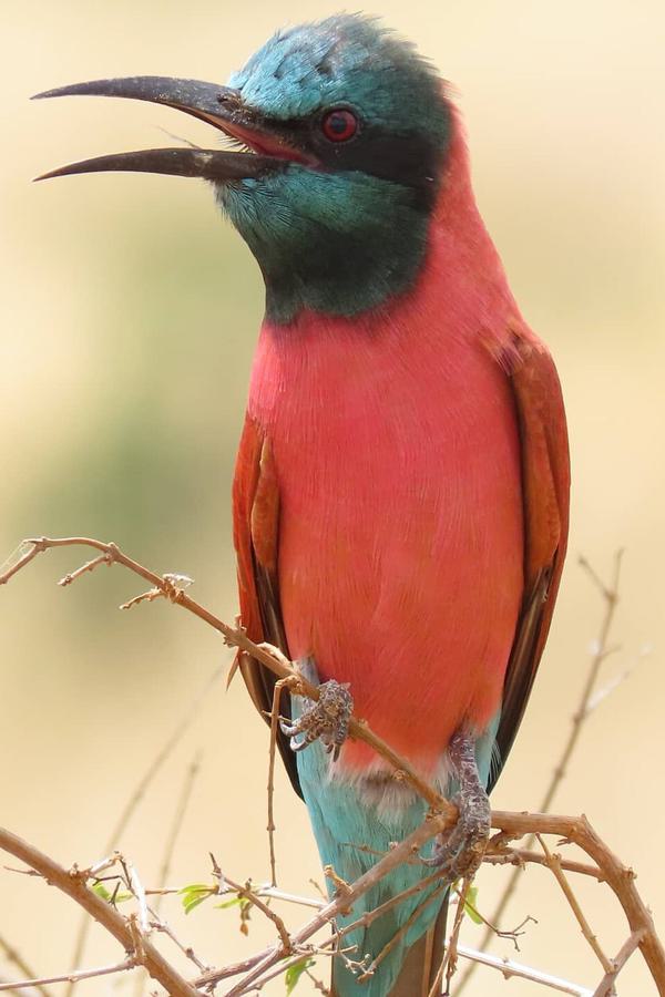Colourful bird portrait Satao Camp Tsavo