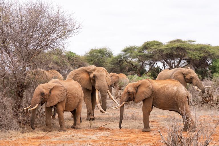 Elephant herd Satao Camp Tsavo