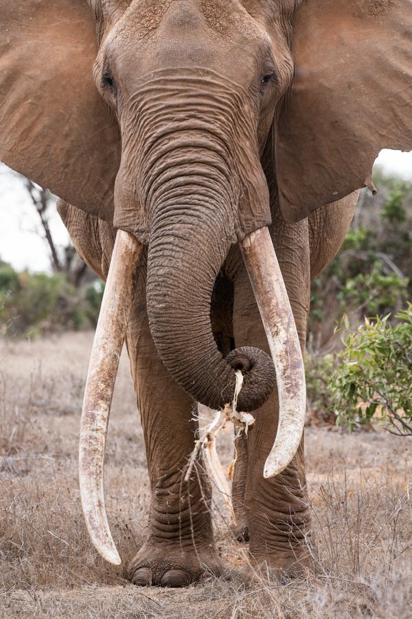 Elephant tusks portrait Satao Camp Tsavo