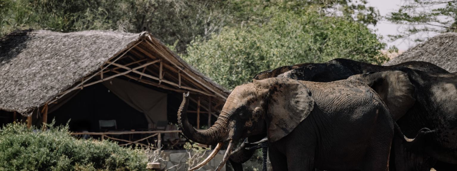 Satao Camp Elephant herds in camp