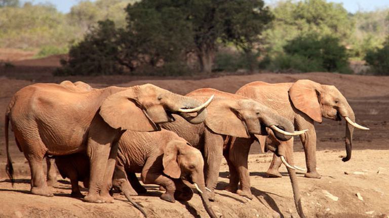 Satao Camp Elephants