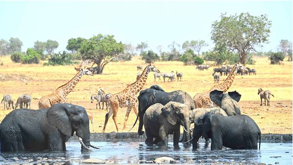 Waterhole with lots of wildlife Satao Camp Tsavo