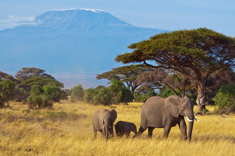 Amboseli Elephants Kilimanjaro backdrop SS