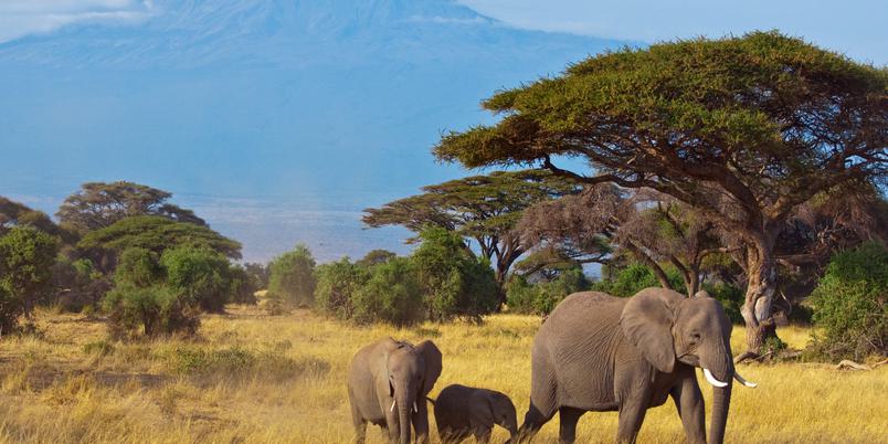 Amboseli Elephants Kilimanjaro backdrop SS