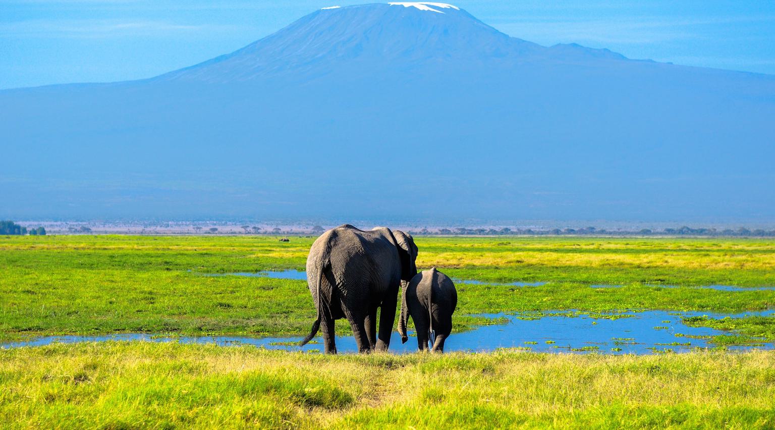 Amboseli Elephants walking towards Kilimanjaro SS