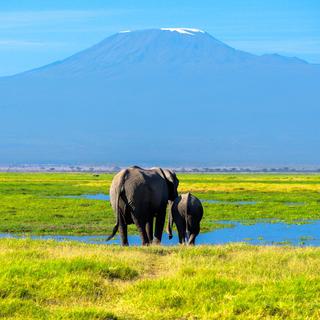 Amboseli Elephants walking towards Kilimanjaro SS
