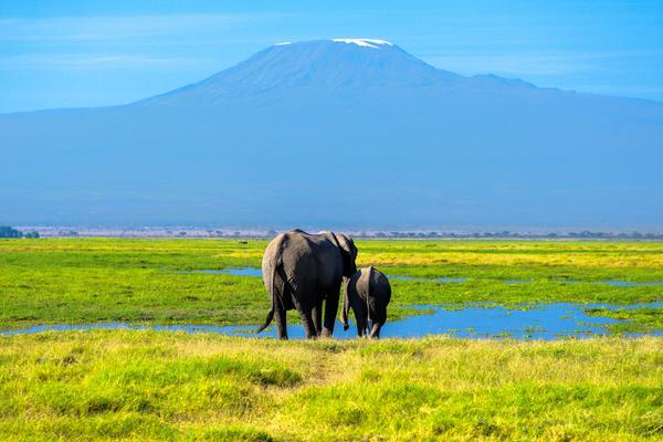 Amboseli Elephants walking towards Kilimanjaro SS