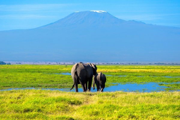 Amboseli Elephants walking towards Kilimanjaro SS