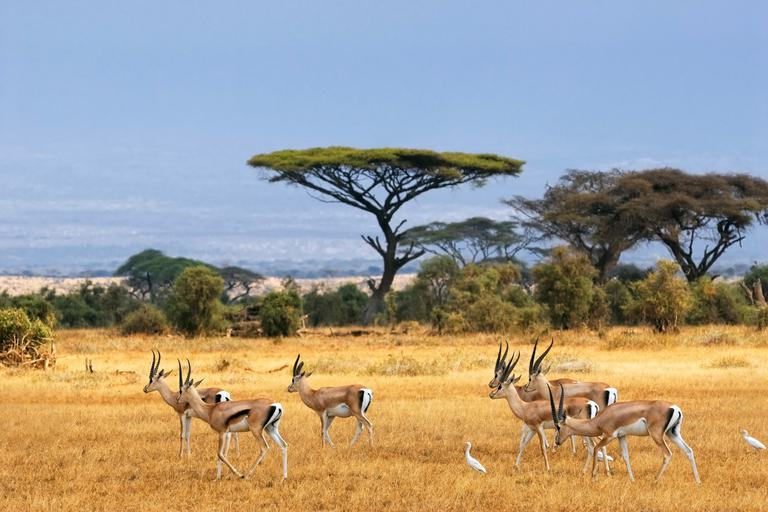 Amboseli Gazelles SS