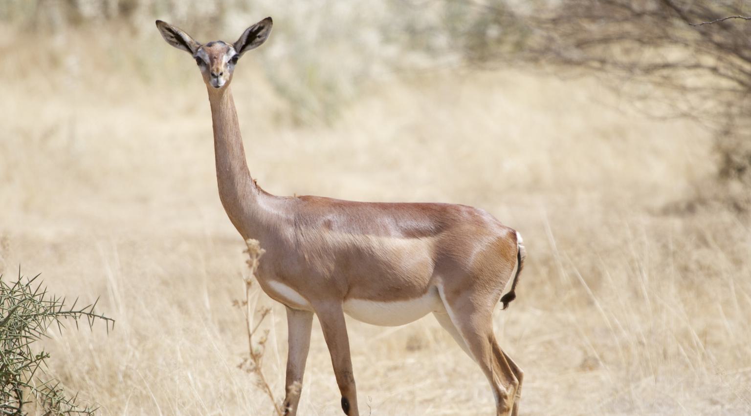 Amboseli Gerenuk SS