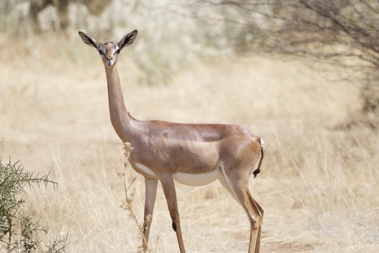 Amboseli Gerenuk SS