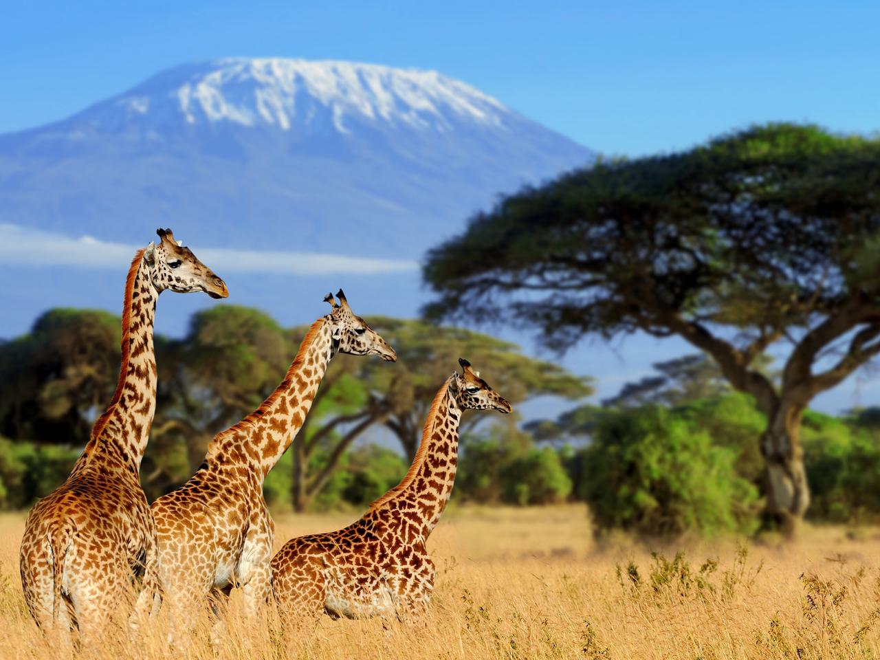 Amboseli Giraffes Kilimanjaro SS