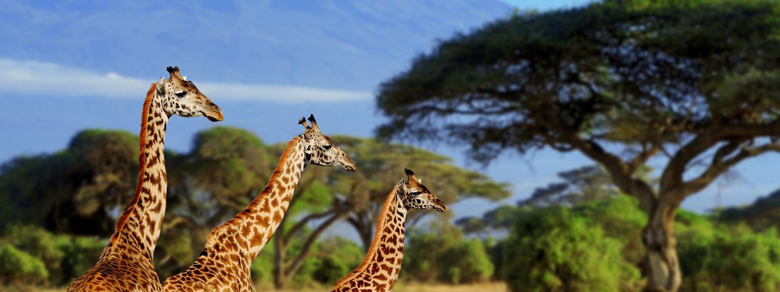 Amboseli Giraffes Kilimanjaro SS