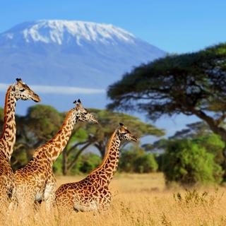 Amboseli Giraffes Kilimanjaro SS