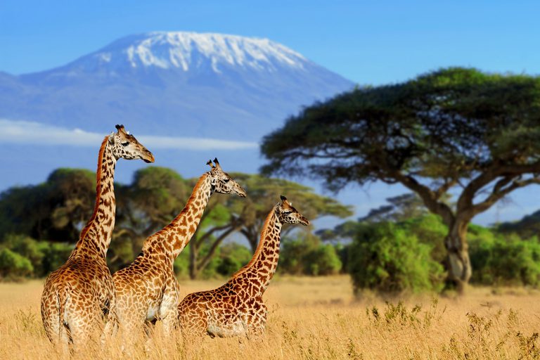 Amboseli Giraffes Kilimanjaro SS