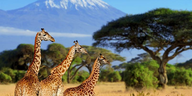 Amboseli Giraffes Kilimanjaro SS