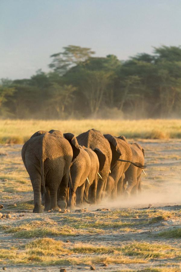 Herd of Amboseli Elephants in line