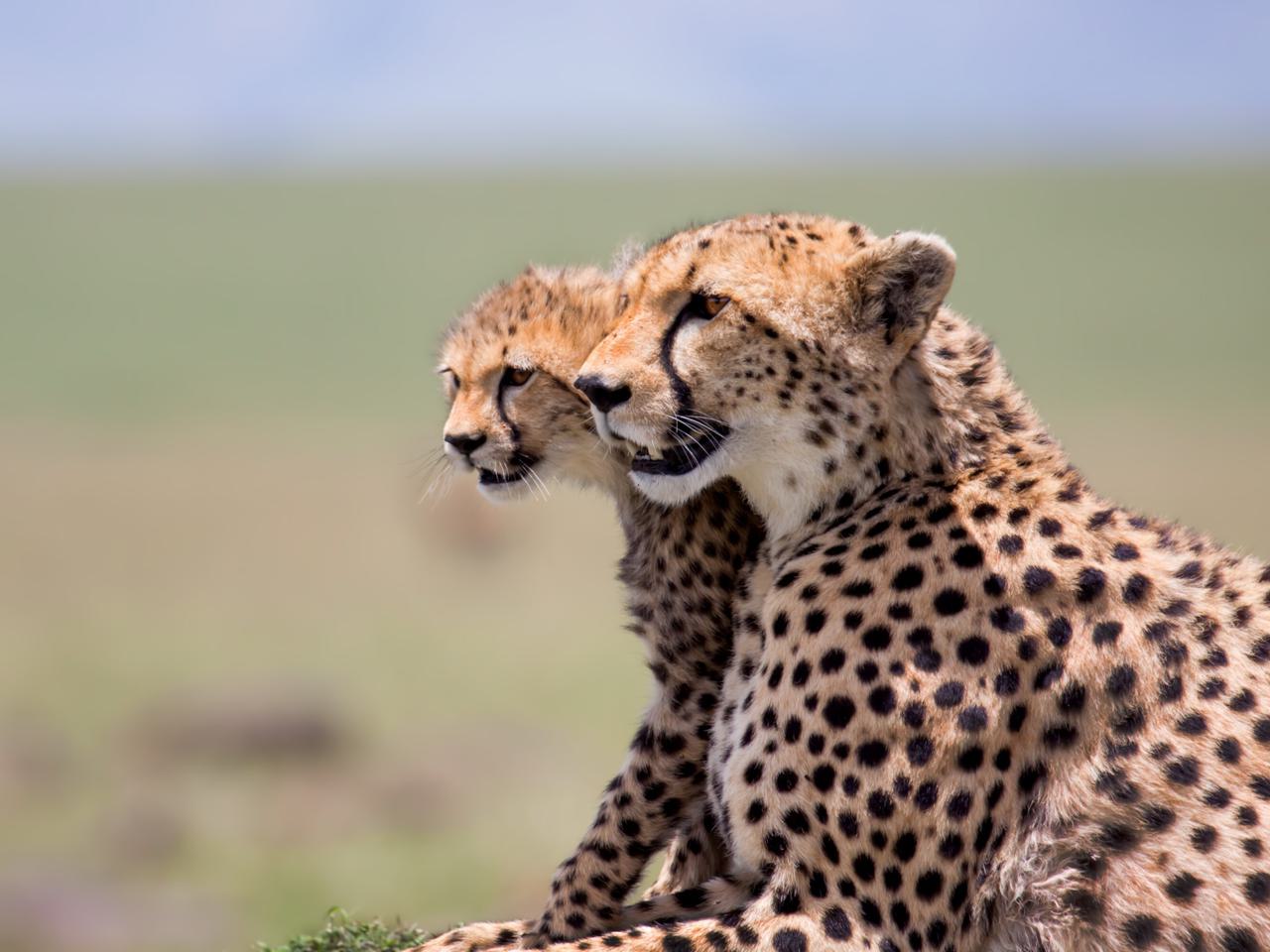 Cheetah with cub SS