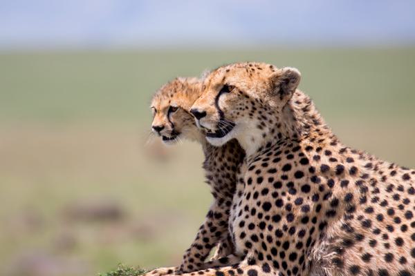 Cheetah with cub SS