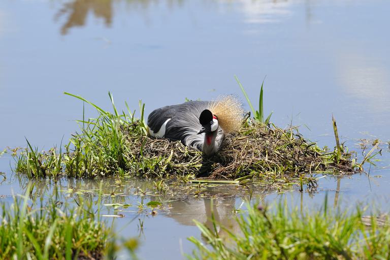 Birdlife Kenya Lakes KTB