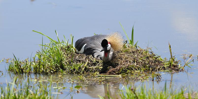 Birdlife Kenya Lakes KTB