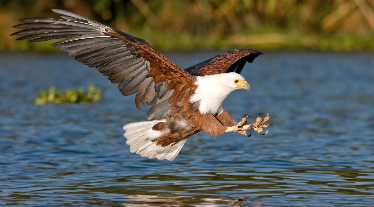 Lake Naivasha Eagle SS