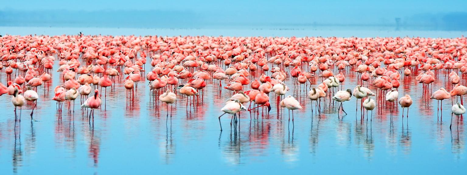 Lake Nakuru Flamingo SS