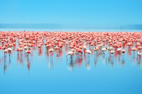 Lake Nakuru Flamingo SS