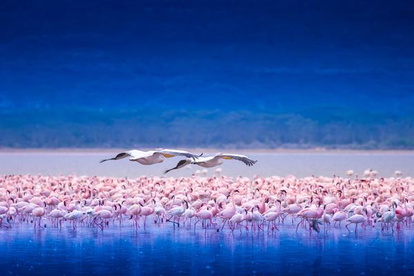 Lake Nakuru Flamingoes with bird in flight SS