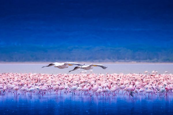 Lake Nakuru Flamingoes with bird in flight SS