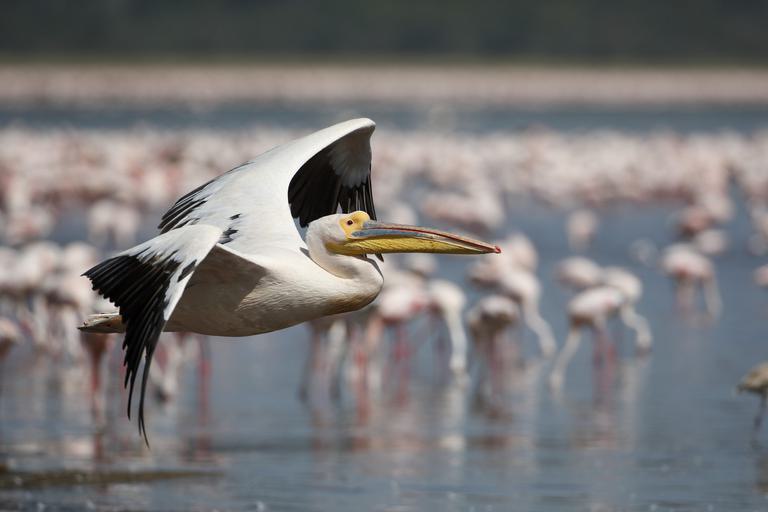 Lake Nakuru Pelican SS