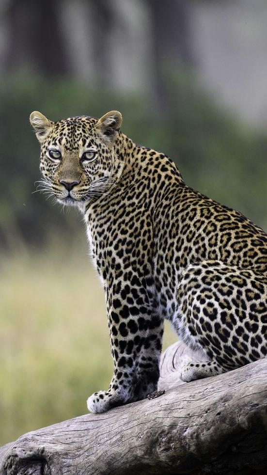 Masai Mara Leopard Portrait