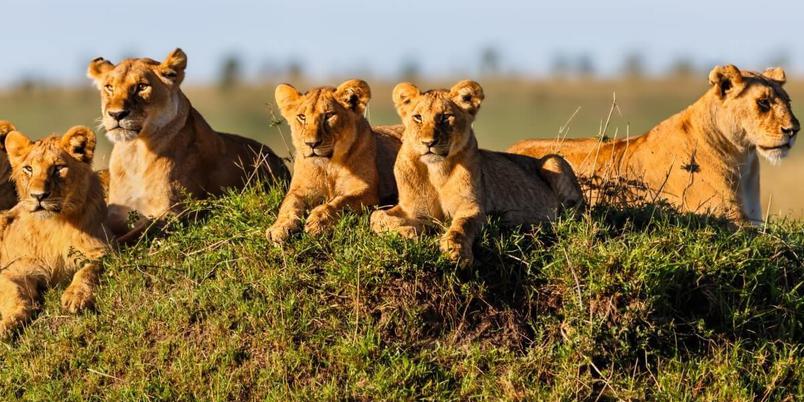 Masai Mara Lions