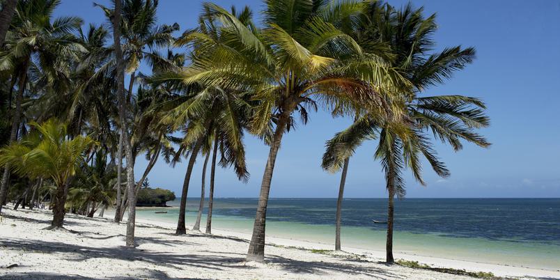 Mombasa Diani Beach palm trees SS