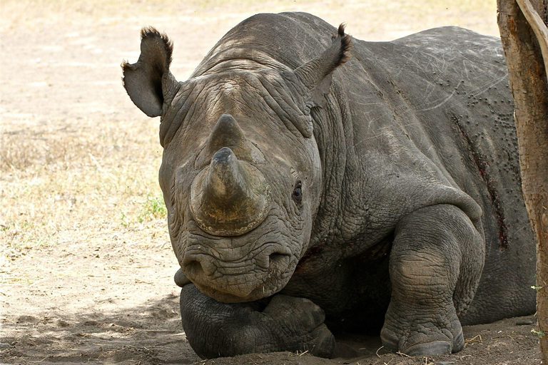 Baraka white rhino Ol Pejeta