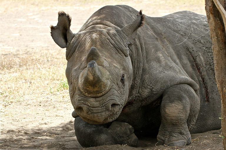 Baraka white rhino Ol Pejeta