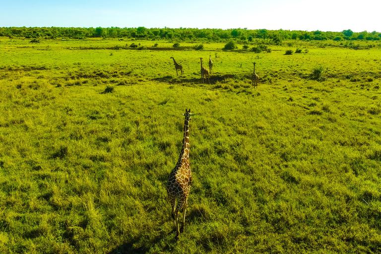 Giraffe walking across the plains Meru NP KTB