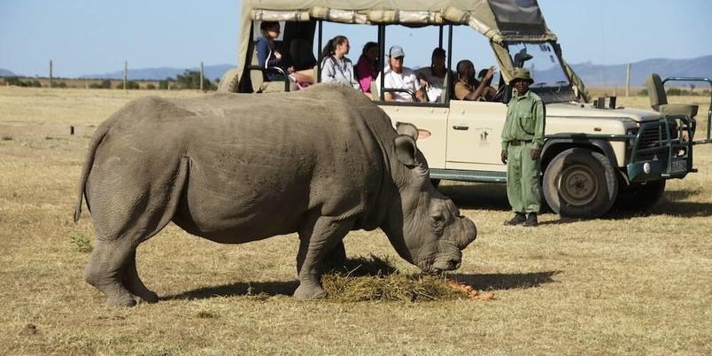 Rhino game vehicle in Ol Pejeta