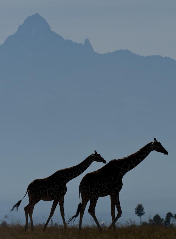 Giraffe mount Kenya Safari Ol Pejeta
