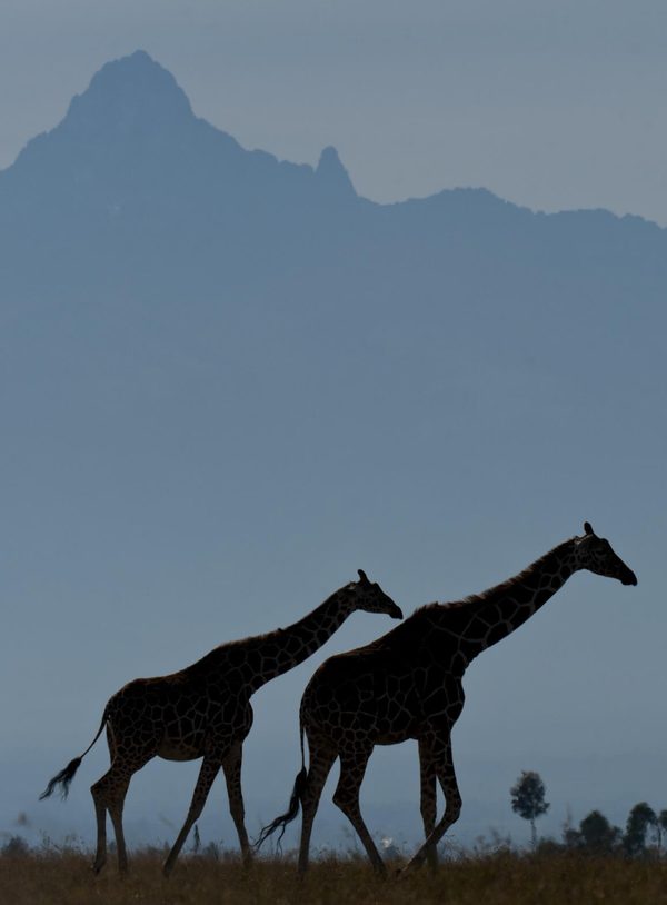 Giraffe mount Kenya Safari Ol Pejeta